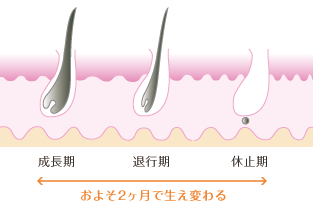 毛の構造