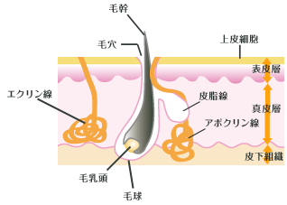 毛の構造