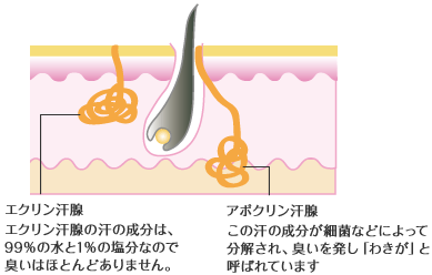 アポクリン汗腺とエクリン汗腺